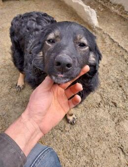 Kadim 45 cm - Alpenrod