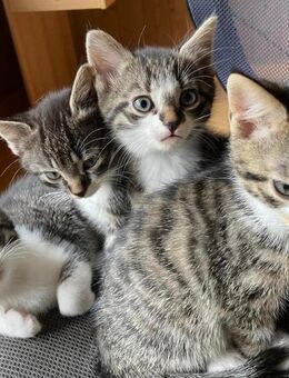 6 zauberhafte verschmuste Bkh bengal mic Babys ab sofort in liebe Hände - Essen