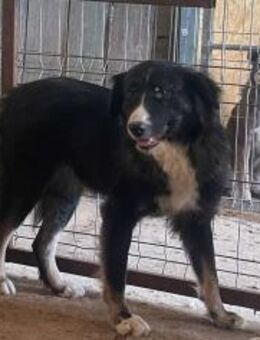 Liesbeth - die ungleiche Schwester 🐾 - Elsdorf (Nordrhein-Westfalen)
