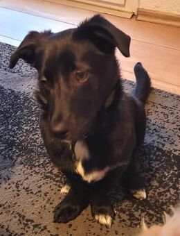 Hundekind braucht liebevolle Familie - Augsburg
