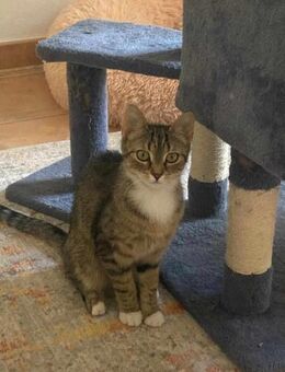 Schüchterne Lilly - Margetshöchheim