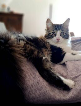 EIn anschmiegsamer Maincoon Mixie Kater XXL - Kleines Wiesental