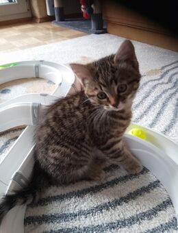 2 Glückskater suchen ein neues liebevolles Zuhauseater suchen ein neues liebevolles Zuhause - Düsseldorf