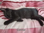 Suche für Connor ein Zuhause EKH Kater - Bergisch Gladbach