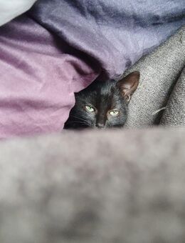 Zwei kleine Kitten suchen dringend neues zu Hause - Hof