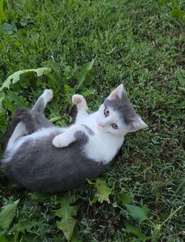 Liebe junge Katzen - Stubenberg