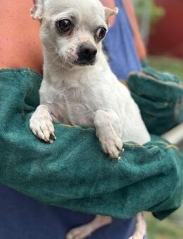 Kulcs PP Zarte Chihuahua-Hündin sucht - Neustadt (Rübenberge)