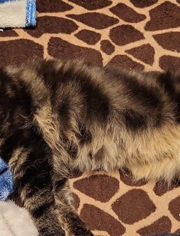 Maine Coon/Norwegische Waldkatze Mix Kitten - Bad Liebenwerda