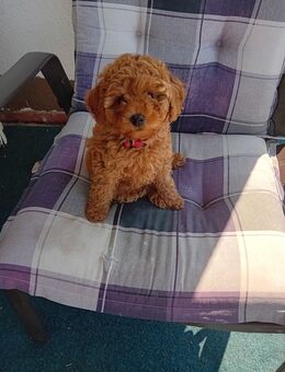 Der letzte Zwergpudel Welpe Rüde sucht ein liebevolles Zuchause - Schwarzenborn (Hessen)