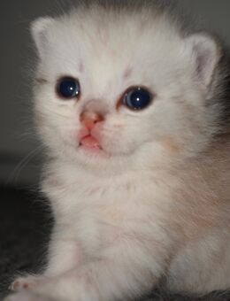 BKH Kitten suchen für immer Zuhause - Berlin Reinickendorf