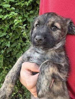 Sambo sucht ein Zuhause - Greifswald