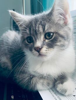 BKH-Mix Kater - verschmust & verspielt, ab sofort abgabebereit - Bruchsal