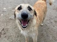TIXA WIRD DEIN SEELENHUND! - Mönchengladbach