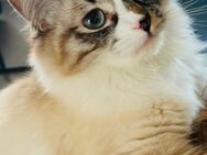 Ragdoll x BKH Mädchen mit blauen Augen - Cham