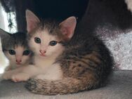 Süße kleine Kätzchen suchen ein Zuhause - Rottenburg (Neckar)