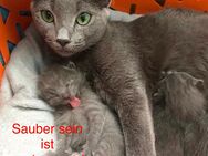 Reinrassige Russisch Blau Kitten - Dortmund