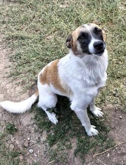 NONA,süßes Hundemädchen sucht Deckelchen - Gevelsberg