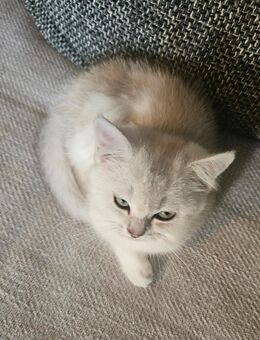 Bkh Katze Blauauge - Berlin Spandau