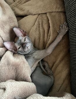 Sphynx Kitten Kater - Elsdorf (Nordrhein-Westfalen)