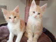 2 Maine Coon Kater - Gemünden (Felda)