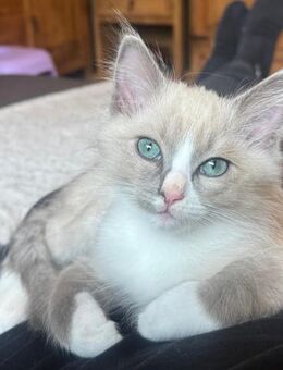 Bezaubernde Ragdoll Kitten Abgabebereit - Hilden