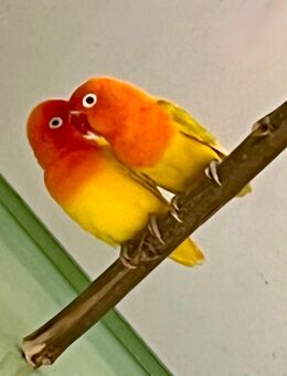 Ein Zuchtpaar Pfirsichköpfchen (Agapornis fischeri) - Gommern