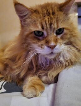 Katze verkaufen - Dortmund