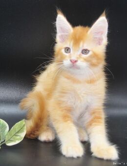 Maine Coon Babys mit Stammbaum - Gelsenkirchen Hassel