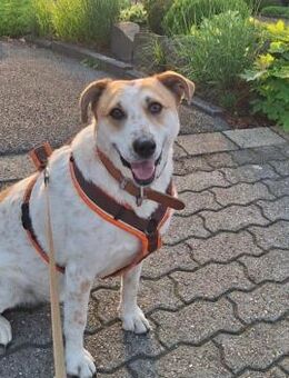 bekommt Kalle noch eine Chance?? - Freilassing