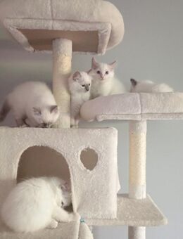 Wunderschöner Ragdoll Baby Junge - Moers