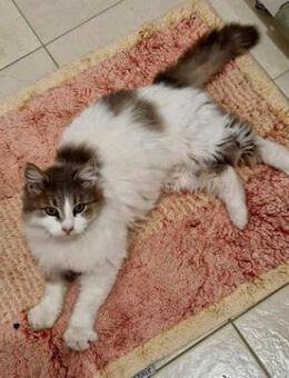 Katze KATALINA bettelte um Futter - Augsburg