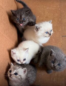 BKH Kitten - Gladbeck