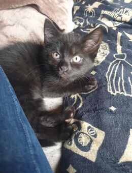 Kitten in Liebevolle Hände abzugeben - Albstadt