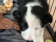 Australian Sheperd /Border Collie Welpen - Neulingen