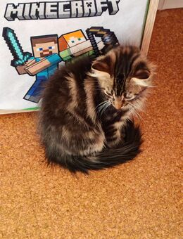 Main Coon Kätzchen - Gochsheim