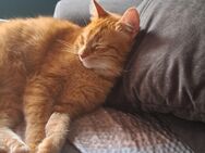Hauskater sucht neues Zuhause - Stadthagen