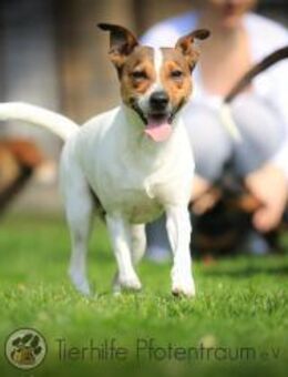 Bubi, menschenbezogener Jack Russell - Linden (Hessen)