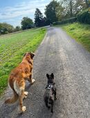 Suche Familien Hund 🐕 in 30966