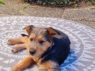 Hundewelpe Podenco/portugiesischer Wasserhund/Estrellamix - Wirschweiler