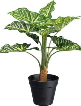 Künstliche Zimmerpflanze Syngonium Grünpflanze, Creativ green, Höhe 45 cm, mit 10 Blättern