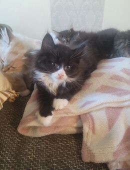 Zuckersüße Maine Coon Mix Kitten Langhaar - Bremerhaven