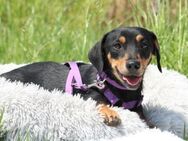 Marla unsere kleine Schönheit.. - Hagen (Stadt der FernUniversität)