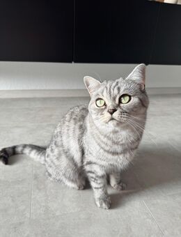 Britisch Kurzhaar Katze „Mia“ sucht liebevolles Zuhause - Meschede (Kreis- und Hochschulstadt)