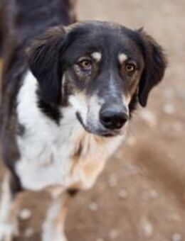 Liebste ♥Feyra♥ sucht ihre Familie - Hamburg