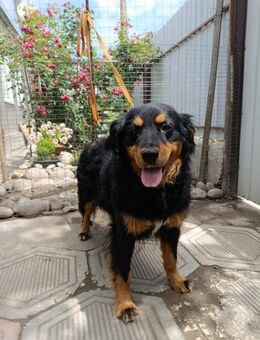 Molly - Mönchengladbach