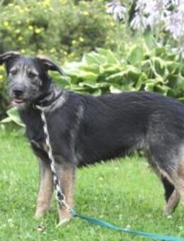 JERRY- sucht liebevolle Eltern - Mainhardt