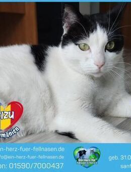 Zizu sucht dringend ein Zuhause! - Waakirchen