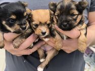 Yorkshire Terrier Welpen - Herzebrock-Clarholz