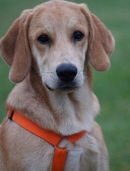 Möchten Sie Zig ein Zuhause geben? - Neuss