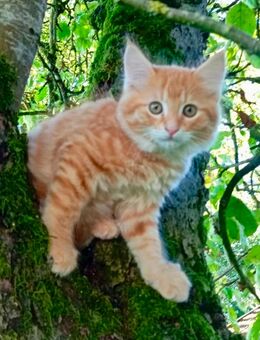 Maine Coon Perser Norwegische Waldkatze Langhaar Kitten Katzenbabies Kätzchen Katzen - Polling (Landkreis Mühldorf (Inn))